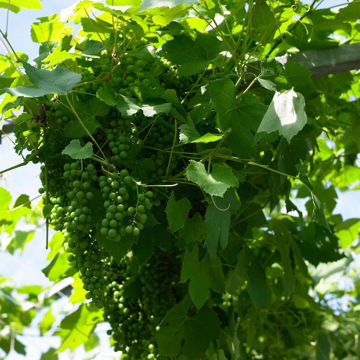 Vitis Vinifera 'Vroege van der Laan' - Plant de raisin - Raisins blancs - Plantes fruitières - Plantes de jardin - Résistantes à l'hiver - ⌀14 cm - Hauteur 60-70cm 1 Vitis Vinifera "Vroege van der Laan" 60-70CM