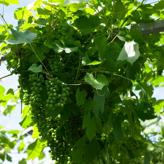 Vitis Vinifera 'Vroege van der Laan' - Plant de raisin - Raisins blancs - Plantes fruitières - Plantes de jardin - Résistantes à l'hiver - ⌀14 cm - Hauteur 60-70cm 1 Vitis Vinifera "Vroege van der Laan" 60-70CM