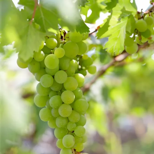 61qtPi7bmwL._AC_SL1200_