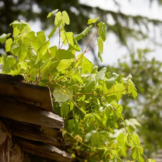 714wcJA3CxL._AC_SL1200_