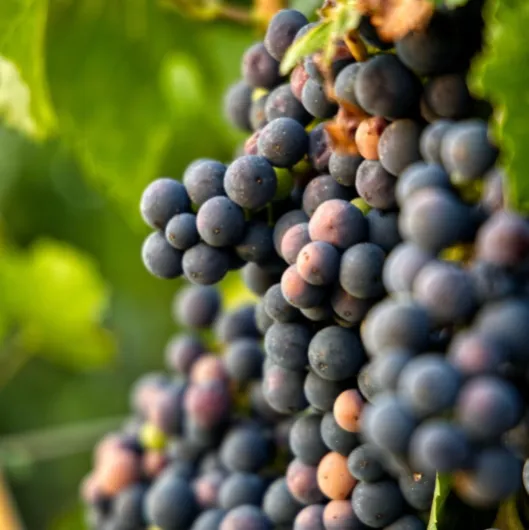 Vignes foncées Léon Millot 2L - Plante de Jardin, Arbres fruitiers - la Décoration Parfaite pour Votre Propriété - Pour les Débutants et les Jardiniers Professionnels