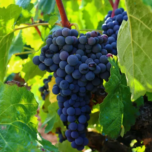 819CQW1qRfL._AC_SL1500_