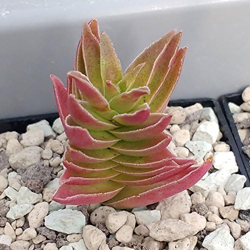 SUNNYPLANTS - Crassula capitella Red Pagoda Plante, Plante, boutures, plantes succulentes, graines, boutures Crassula