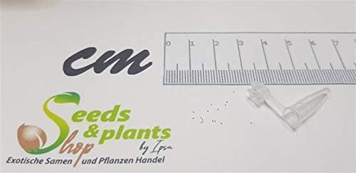 Pcs - 10x Crassula Capitella Sukkulente Rosettenförmig Plantes - Semences B1026 - Seeds & Plants Shop by Ipsa