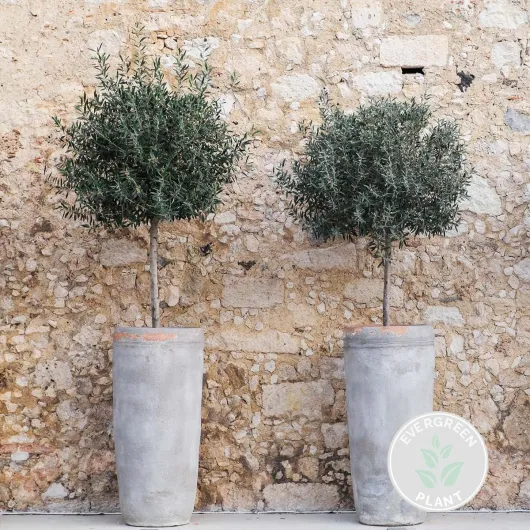 Olea Europaea - Olivier sur tige - Plantes de jardin - Résistant au gel - 80-100 cm de haut - Pot 19 cm 1 Oléa européenne - 70-80 cm