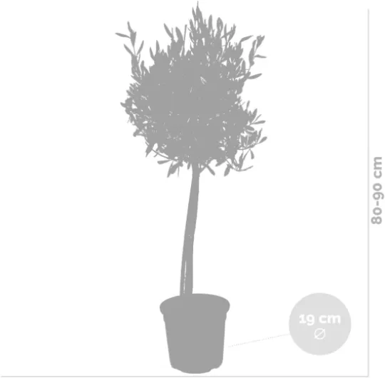 41K2sFiQv1L._AC_SL1200_