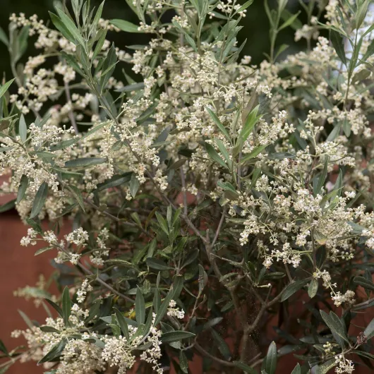 81tiTi-hAxL._AC_SL1500_