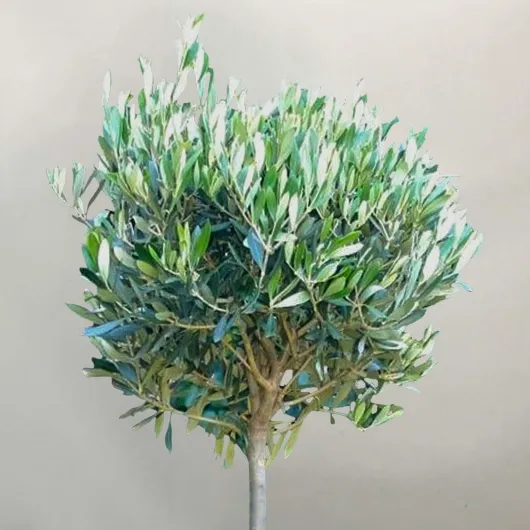 Olivier 'Olea Europa' - Arbres ornementaux en pot pour petits jardins - 60/90 cm 1 arbre