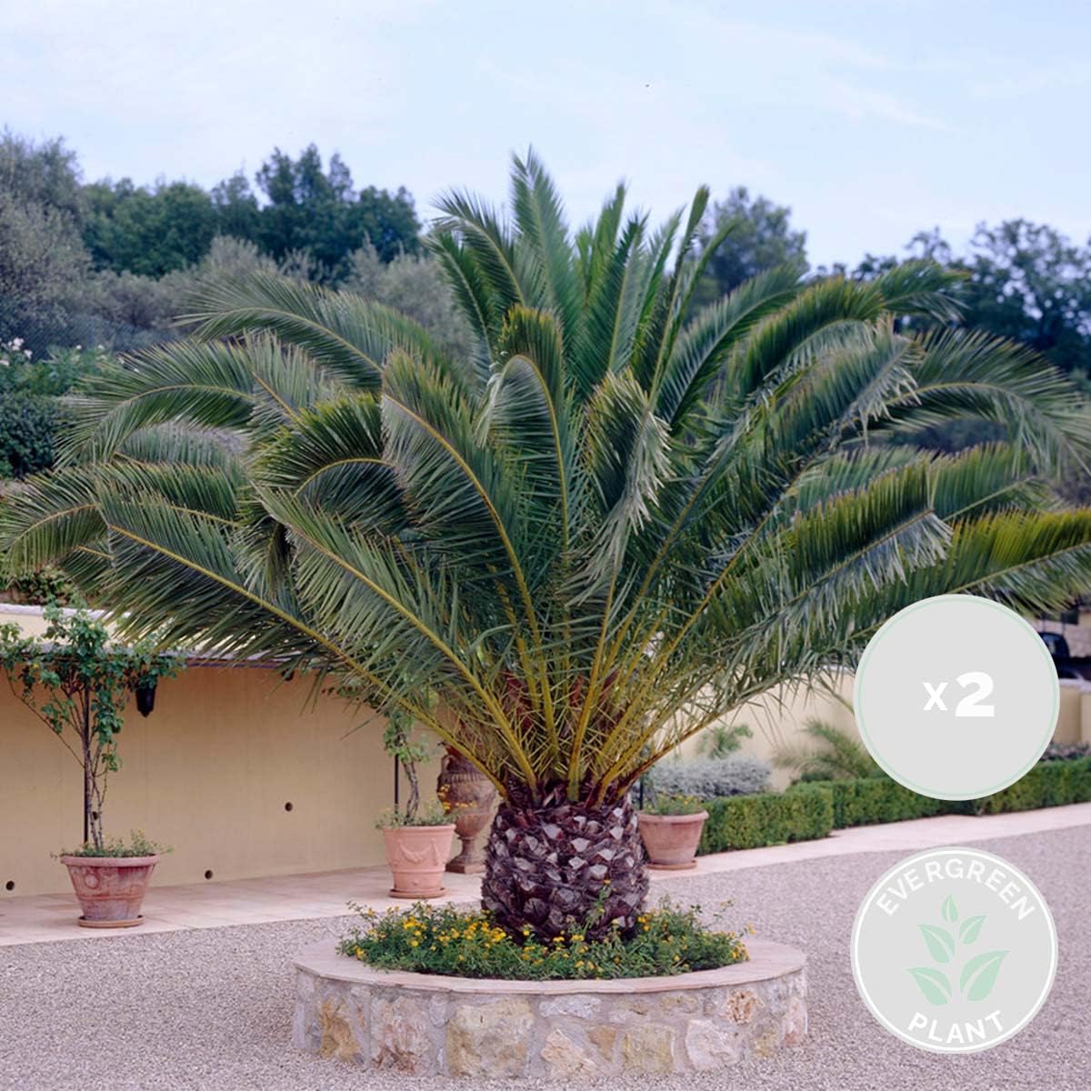 Lot de 2 - Phoenix Canariensis - Palmier des Canaries - Palmier rustique - Plantes de jardin - 80-100 cm de haut - Pot 19 cm