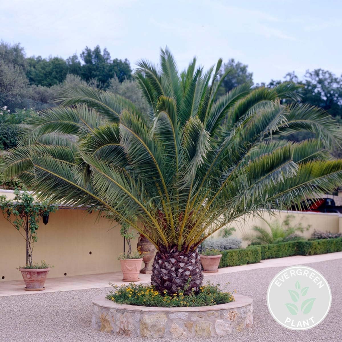 Phoenix Canariensis - Palmier des Canaries - Palmier rustique - Plantes de jardin - Hauteur 50-70 cm - Pot 15 cm 1 Phénix canariensis - 50-70 cm