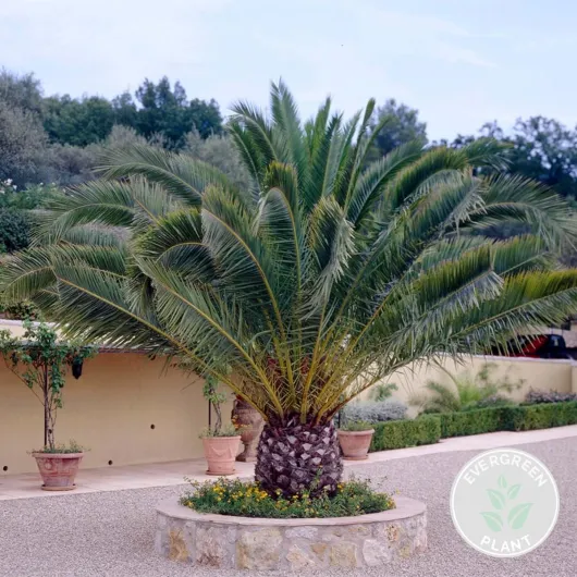 Phoenix Canariensis - Palmier des Canaries - Palmier rustique - Plantes de jardin - Hauteur 50-70 cm - Pot 15 cm 1 Phénix canariensis - 50-70 cm