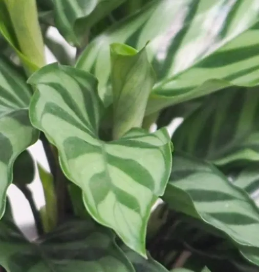 Lot de 4 plantes “Pet Friendly”, +/- 30–60 cm, ø 12–15 cm pot, Palmier d’intérieur, Bananier, Arbre à monnaie, Calathea, non toxique & sans danger pour les animaux Lot de 4 amis des animaux