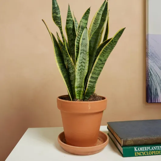 Lot de 2 - Sansevieria Laurentii - Langue de Belle-Mère - Plantes d’intérieur - Dépolluante - Très facile à entretenir - Hauteur 30-40 cm - Pot 12 cm 2 Sansevieria Laurentii 35-40 cm