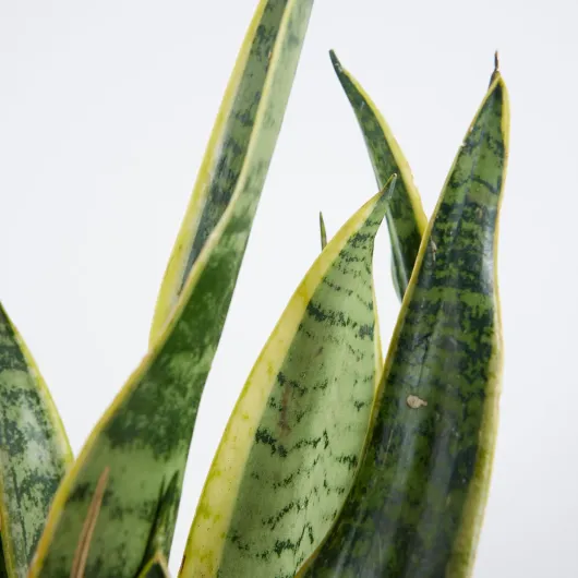 81nn8pw-AGL._AC_SL1500_