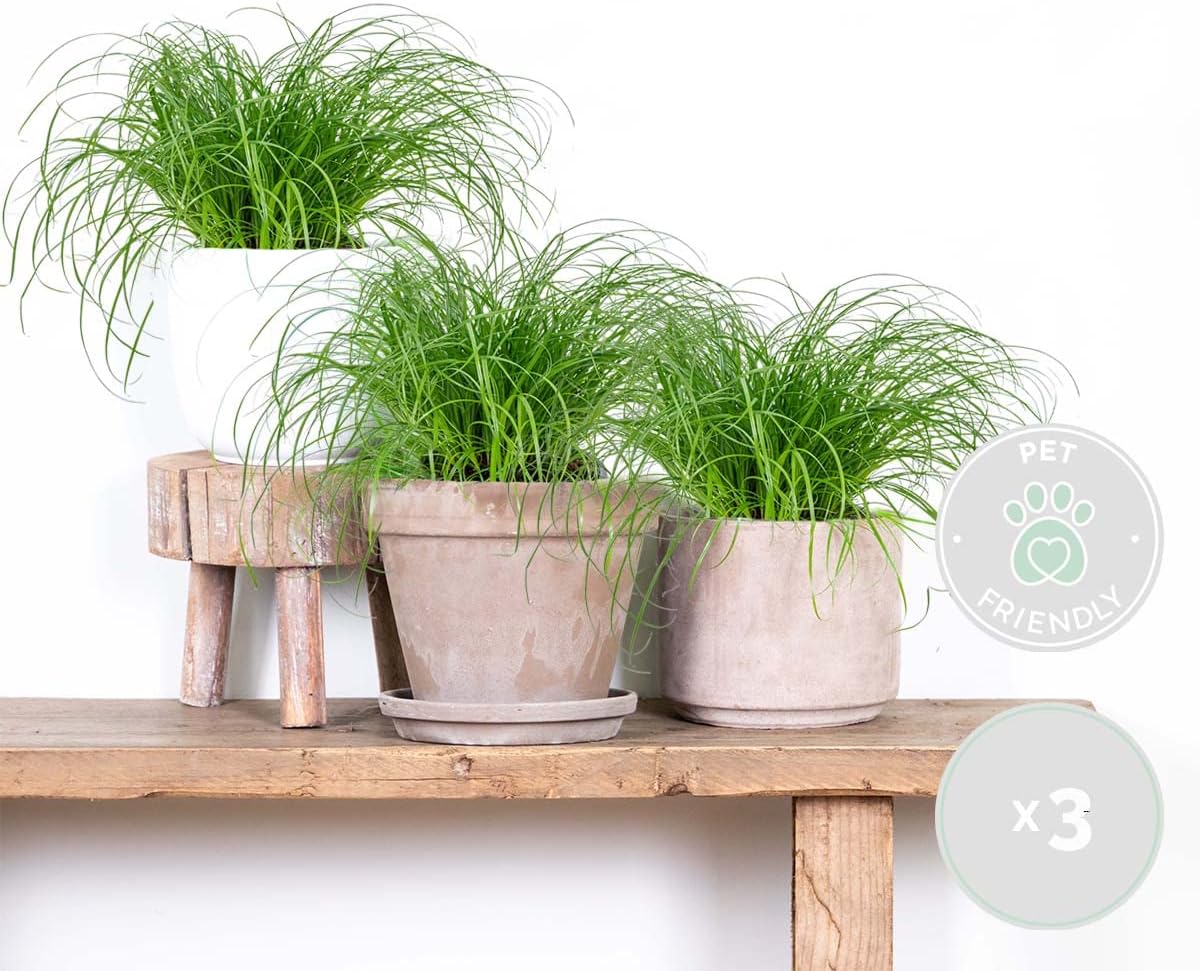 Lot de 3 - Cyperus zumula - Herbe à chat - Plante d’intérieur - Sans danger pour les animaux - 20-30 cm de Haut - Pot 12 cm 3 Katzengras