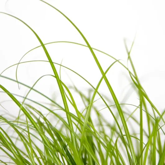 61paPaDsoML._AC_SL1199_