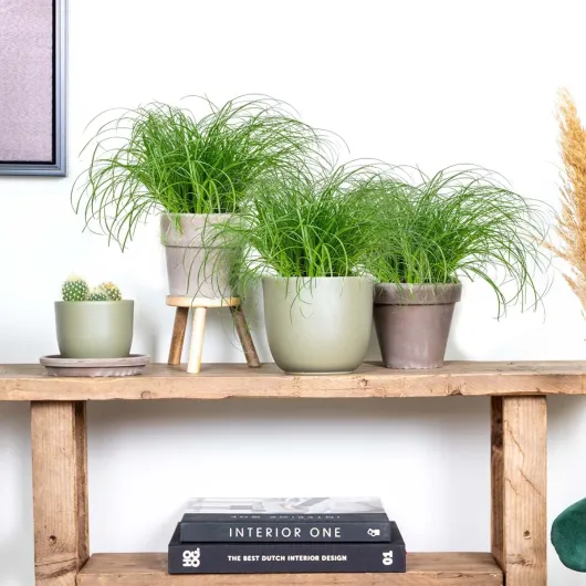 71HspbJsLgL._AC_SL1200_