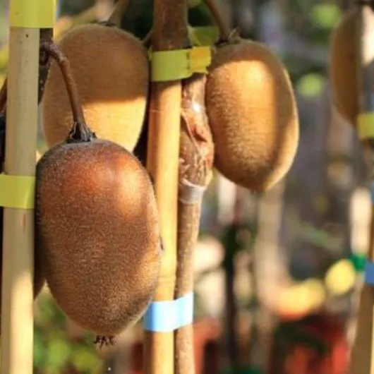 61pSr2fRxxL._AC_SL1080_