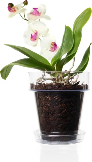 Kit de rempotage d'orchidées: 2 Pot Transparent avec Trous de Drainage Ø 14cm, 2 Soucoupe Ø 12cm et Terre spécifique pour orchidées 2 14 cm