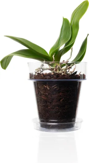 61qonYv3I9L._AC_SL1500_