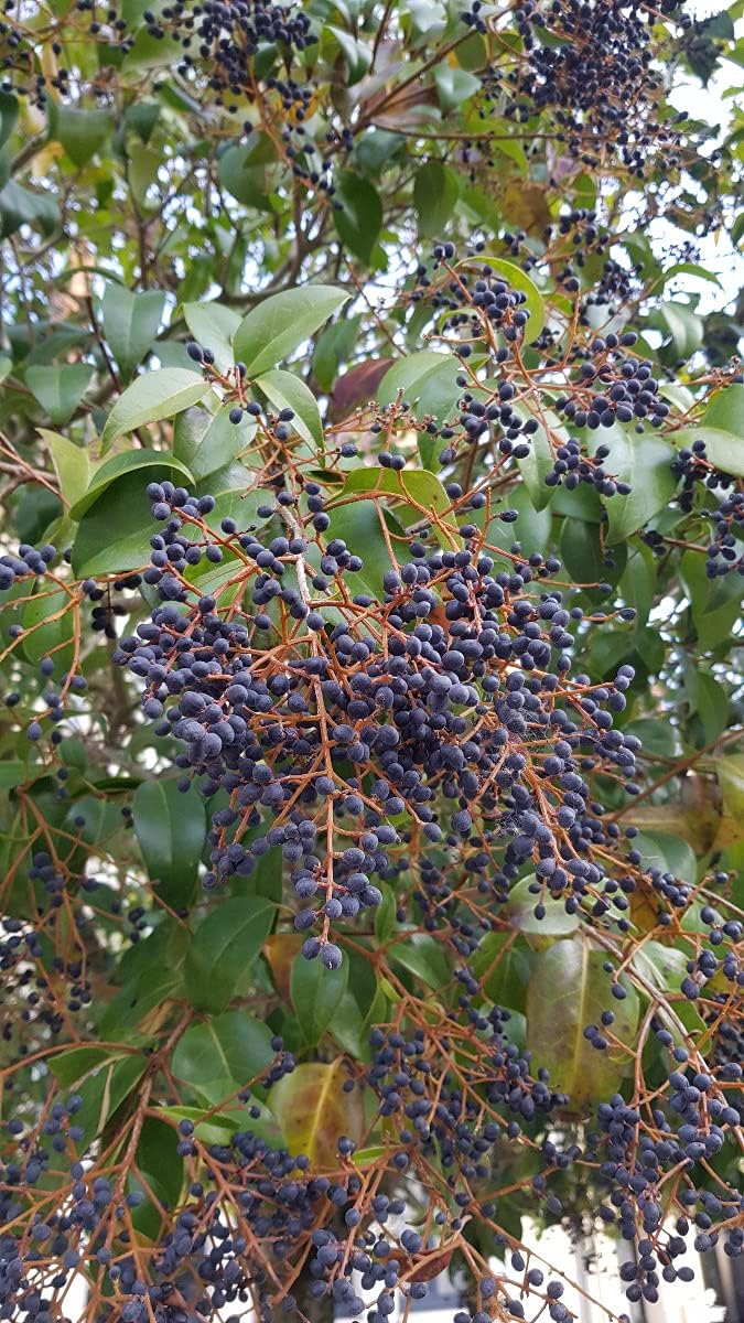 Ligustrum japonicum/Troène du Japon/Conteneur de 3 à 4 litres