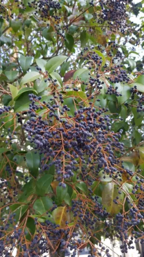 Ligustrum japonicum/Troène du Japon/Conteneur de 3 à 4 litres