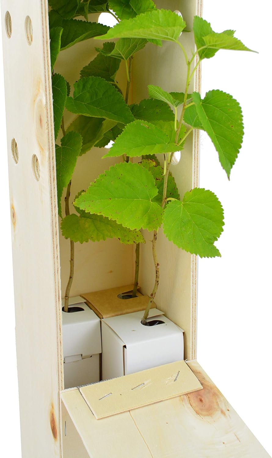 Mûrier Noir (Morus Nigra) – Arbre Rustique et Élégant à Fruits - Jeune Pousse Reçue dans une Caisse en Bois Réutilisable – 3 Unités