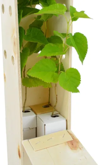 Mûrier Noir (Morus Nigra) – Arbre Rustique et Élégant à Fruits - Jeune Pousse Reçue dans une Caisse en Bois Réutilisable – 3 Unités