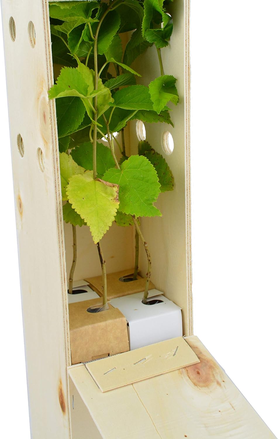 Mûrier Noir (Morus Nigra) – Arbre Rustique et Élégant à Fruits - Jeune Pousse Reçue dans une Caisse en Bois Réutilisable – 4 Unités