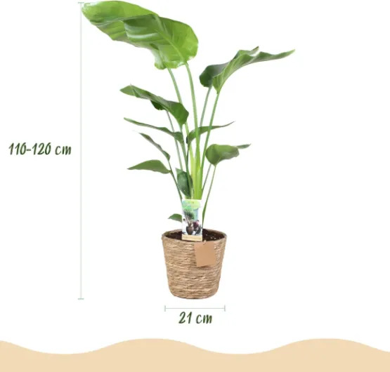 711Xb-2KzqL._AC_SL1500_