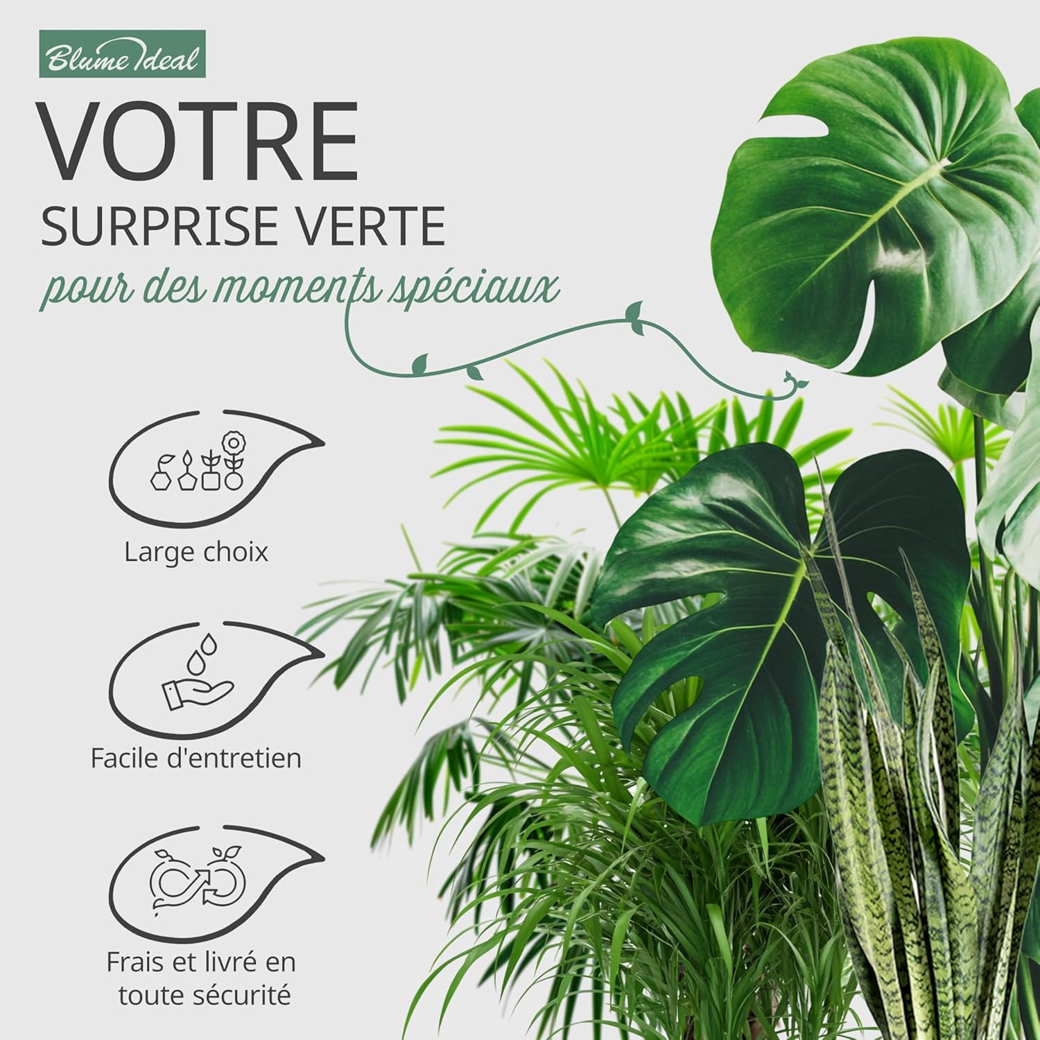 Lot de 7 plantes surprises - +/- 40-70 cm - Pot de ø 12-15 cm - Plantes pour la maison et le bureau, qualité professionnelle, expédition rapide, végétalisation intérieure