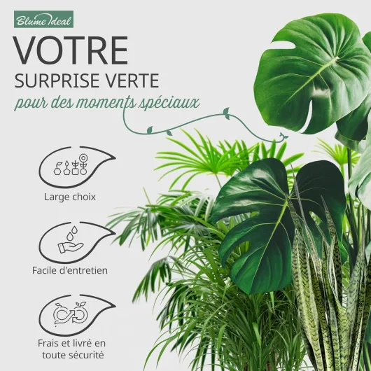 Lot de 7 plantes surprises - +/- 40-70 cm - Pot de ø 12-15 cm - Plantes pour la maison et le bureau, qualité professionnelle, expédition rapide, végétalisation intérieure