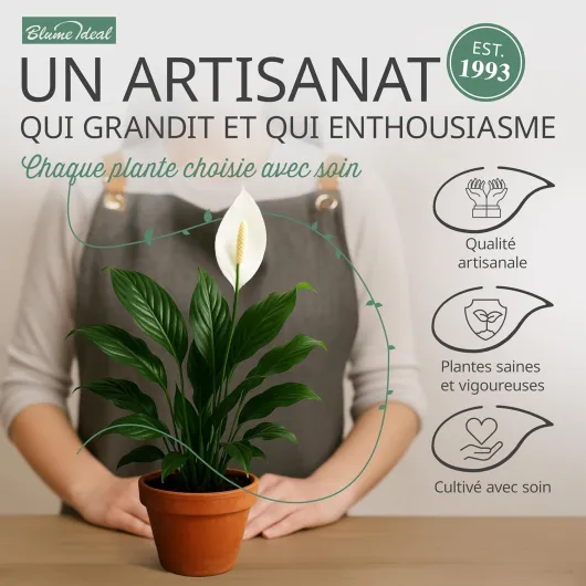 811vhOzErEL._AC_SL1500_