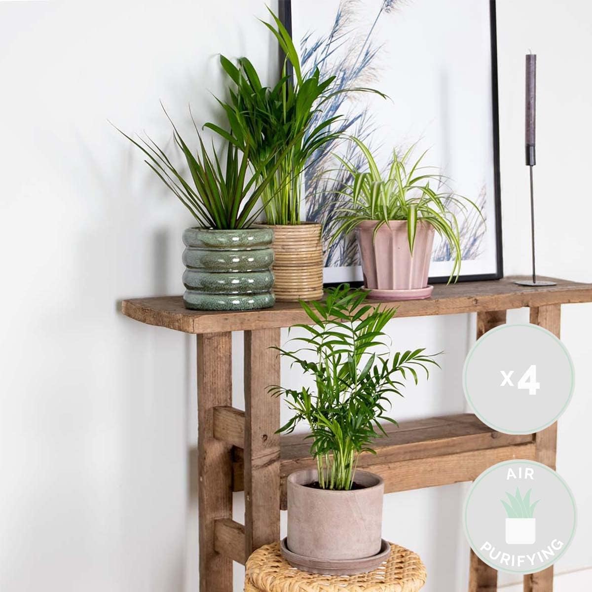 Lot de 4 - Mélange dépolluant - Dracaena, Dypsis, Chamaedorea, Chlorophytum - Plantes d’intérieur - Hauteur 20-40 cm - Pot 12 cm 4 Luftreinigende Zimmerpflanzen