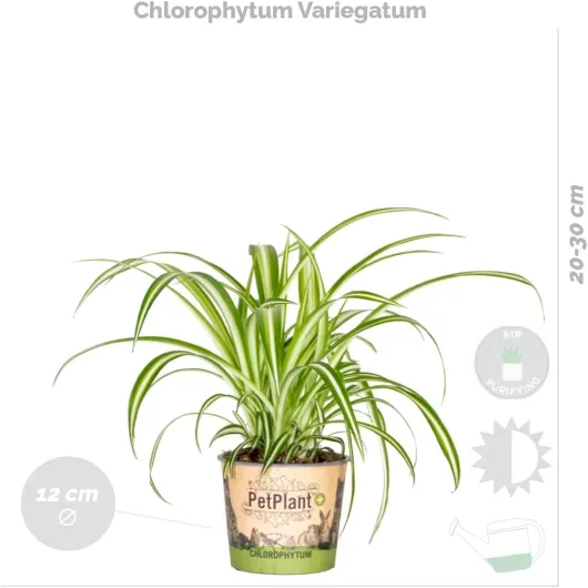 615s5xm6 XL._AC_SL1200_