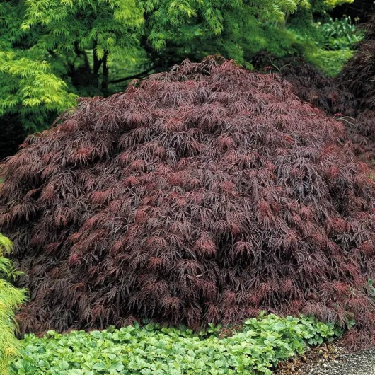 Acer palmatum dissectum "Garnet" - Érable du Japon Arbuste de jardin à feuilles caduques en pot