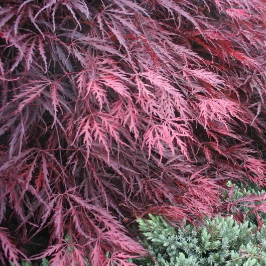 91o6JXZ8JCL._AC_SL1500_