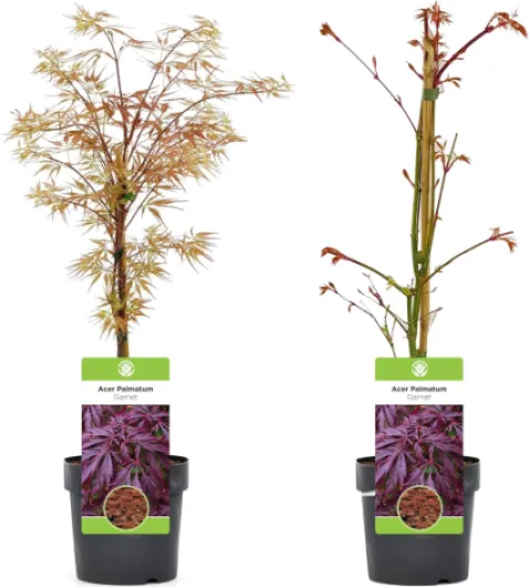 81TGL8XAH0L._AC_SL1500_