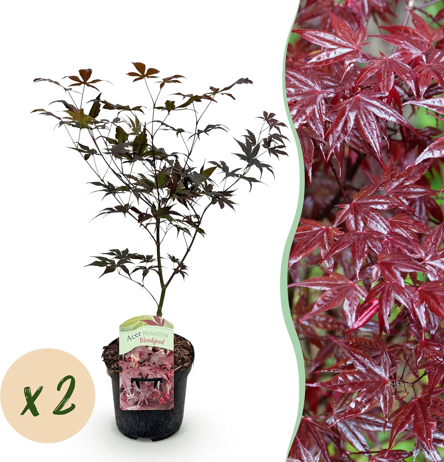 GreenboutiQ - Plante de terrasse - Érable japonais - Acer palmatum Bloodgood - Rouge - 2 Plantes - Feuillu - Pot de 19 cm Hauteur 70 cm 2 Acer palmatum Bloodgood