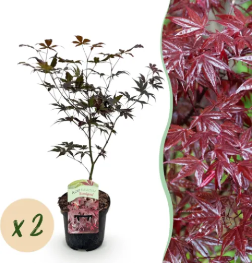 GreenboutiQ - Plante de terrasse - Érable japonais - Acer palmatum Bloodgood - Rouge - 2 Plantes - Feuillu - Pot de 19 cm Hauteur 70 cm 2 Acer palmatum Bloodgood