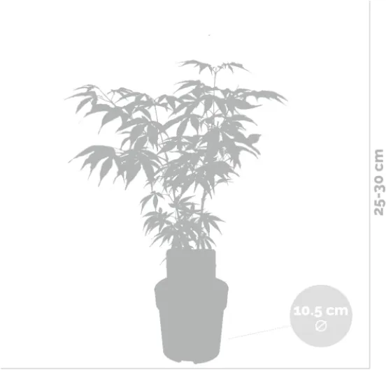 51zWrdFLwzL._AC_SL1200_