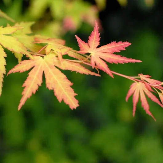 61CijYnqxyL._AC_SL1200_