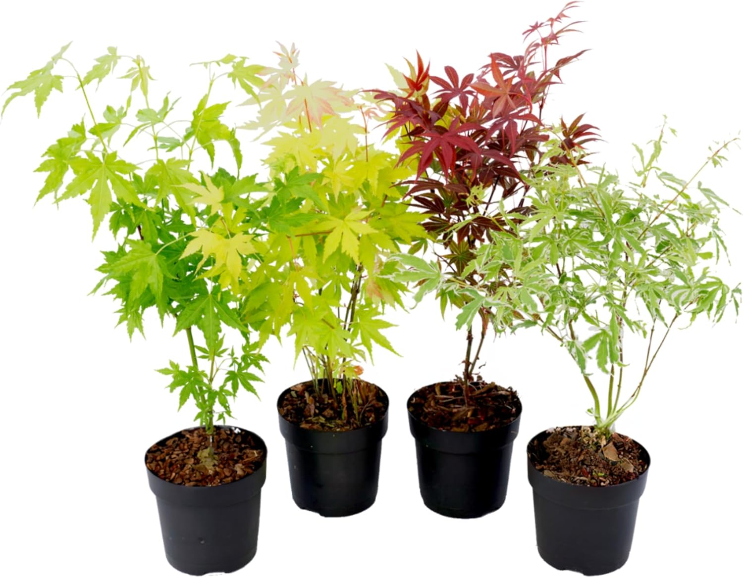 Acer palmatum 'Atropurpureum', 'Going Green', 'Orange Dream', 'Butterfly' - Set de 4 - Pot de 10,5cm - Hauteur 25-40cm