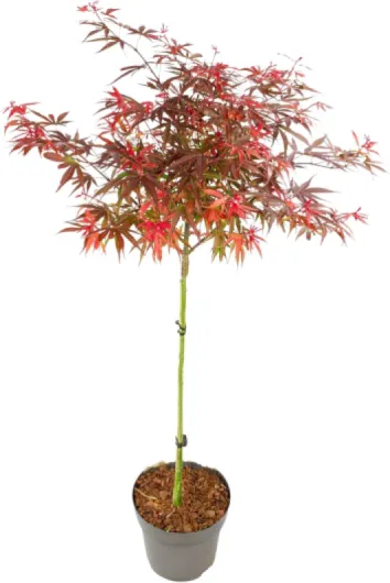 Acer palmatum 'Shaina' - Érable du Japon - Résistant au froid - Feuilles rouges - Pot 19cm - Hauteur 80-90cm