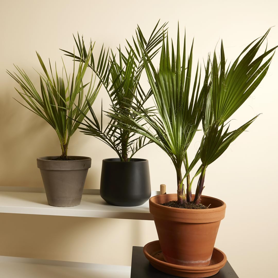 Lot de 3 – Mélange de palmiers rustiques – Washingtonia, Phoenix, Chamaerops – Plantes de jardin – 40-50 cm de haut – Pot 14 cm