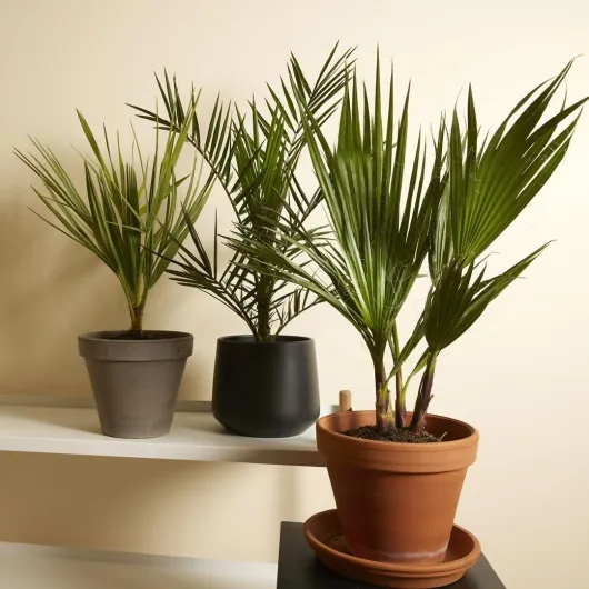 Lot de 3 – Mélange de palmiers rustiques – Washingtonia, Phoenix, Chamaerops – Plantes de jardin – 40-50 cm de haut – Pot 14 cm