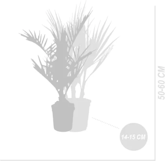 51nGuL3097L._AC_SL1200_