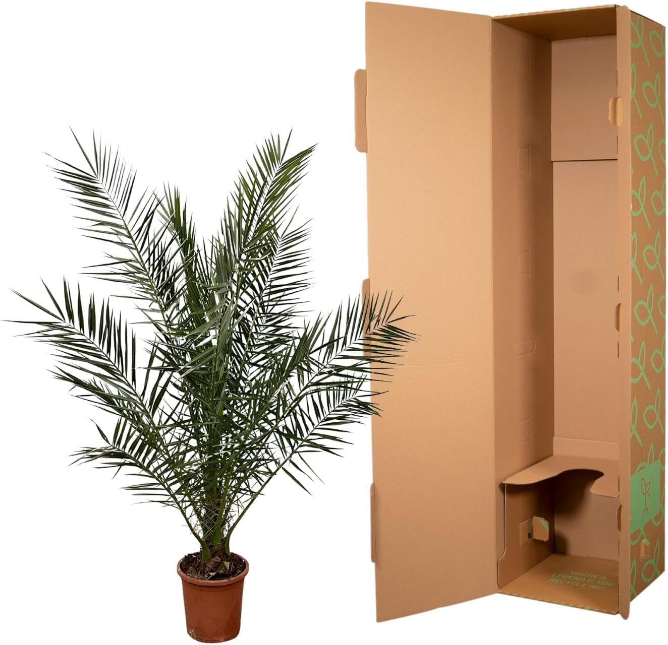 Exotenherz Palmier dattier des Canaries Phoenix Canariensis – Pot de 27 cm de haut 180 cm
