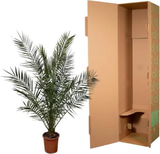 Exotenherz Palmier dattier des Canaries Phoenix Canariensis – Pot de 27 cm de haut 180 cm