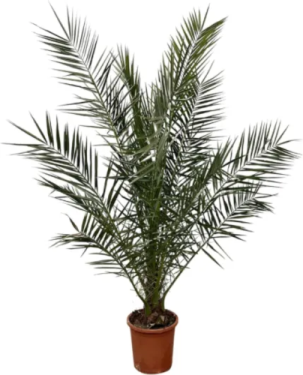 81Fu3V8cemL._AC_SL1500_